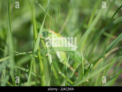 Great green bush cricket (Tettigonia viridissima), female, climbing well hidden in the grass of a summer meadow, Velbert, North Rhine-Westphalia Stock Photo