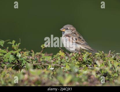 House sparrow (Passer domesticus), sitting on hedge in garden, Darss, Mecklenburg-Western Pomerania Stock Photo
