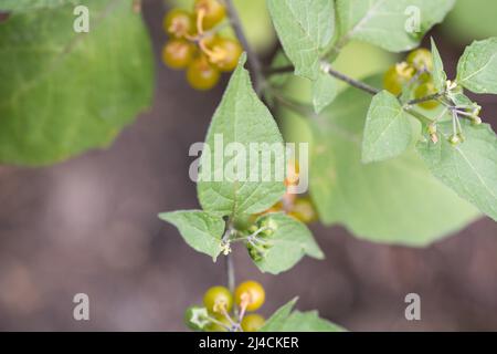 Yellow-fruited solanum physalifolium (Solanum villosum), growing in the garden View leaf and fruit from above, Velbert, Germany Stock Photo