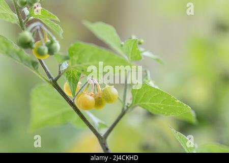 Yellow-fruited solanum physalifolium (Solanum villosum), plant with fruit in close-up in the garden, Velbert, Germany Stock Photo
