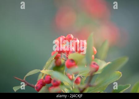 Scarlet firethorn (Pyracantha coccinea), shrub for the natural garden with red fruits in sunshine, Velbert, Germany Stock Photo