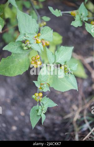 Yellow-fruited solanum physalifolium (Solanum villosum), plant with fruit from above Velbert, Germany Stock Photo