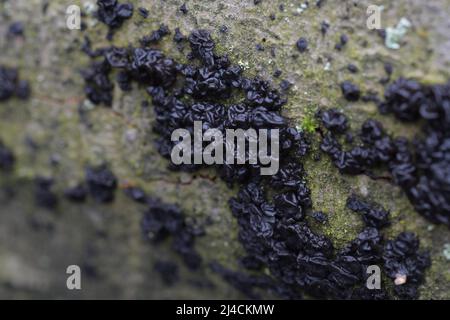 Warty glandling (Exidia nigricans), fungus growing on fallen tree, deadwood, Velbert, North Rhine-Westphalia Stock Photo