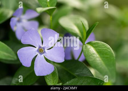 The common periwinkle - Vinca, a purple decorative flower in close-up. Garden plant. Stock Photo