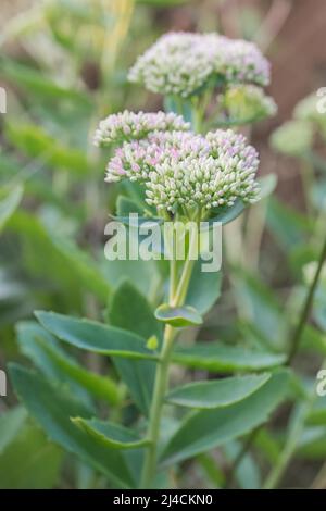 Showy stonecrop (Hylotelephium spectabile), flower of the insect-friendly ornamental plant in the garden, Velbert. Germany Stock Photo