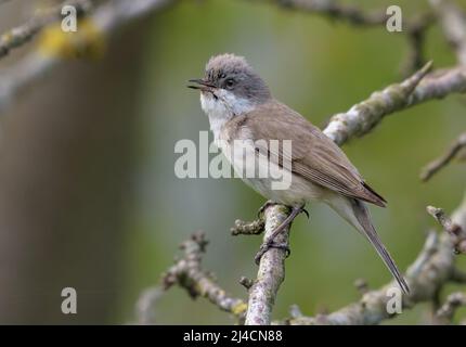 Adult male Lesser whitethroat (Curruca curruca) sings his cute song as he sits on small bush branches Stock Photo