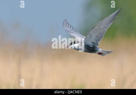 Whiskered tern (Chlidonias hybrida) hover over river bed in search for food with wide spreaded wings Stock Photo