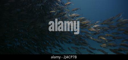 A large school of Yellowstripe Scad (Selaroides leptolepis), ripples and sways in the sunlight in the blue water, Raja Ampat, Indonesia Stock Photo