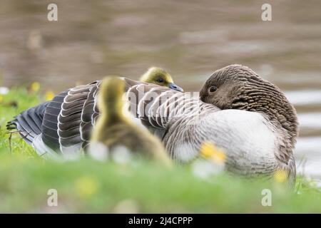Graugans (Anser anser), Kueken, Goessel, Tierkind, im Gefieder des Altvogels, Hessen, Deutschland Stock Photo