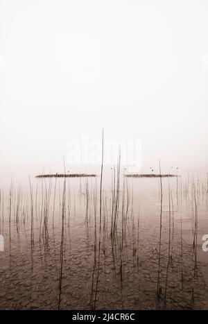 Reed belt on the lake shore in the morning mist, sepia colours, autumn landscape, Mondsee, Salzkammergut, Upper Austria, Austria Stock Photo
