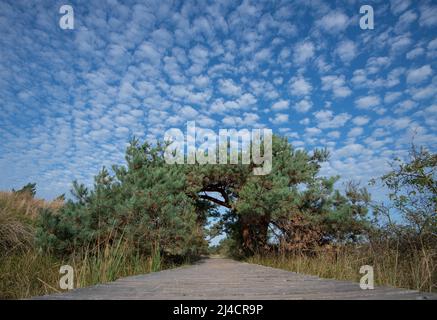 Darsser Ort, boardwalk with gate made of pines in summer weather with blue sky and romantic little clouds, Vorpommersche Boddenlandschaft National Stock Photo