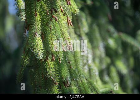 Brewer spruce (Picea breweriana), branch with young cones, conifer not native to Germany, tree, Velbert, Germany Stock Photo