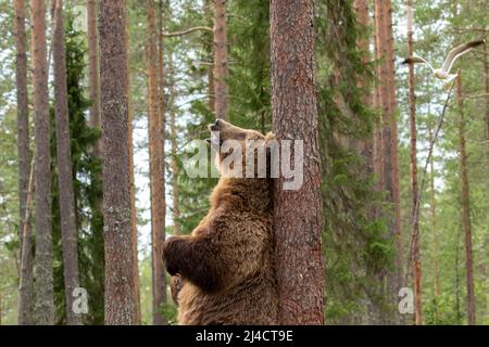 Large mammal, male brown bear (Ursus arctos) standing on hind legs and leaning against the tree trunk while marking its territory by rubbing its back Stock Photo