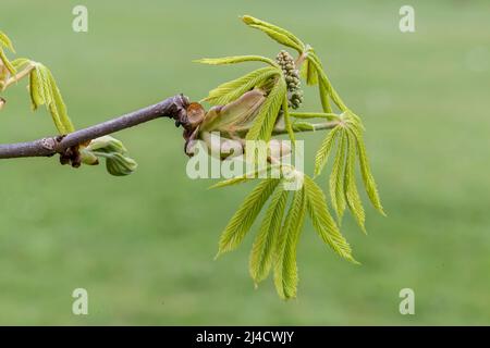 Young leaf and flower pods growing on a Red Horse Chestnut. Aesculus x carnea Briotii in Abington Park, Northampton, England, UK. Stock Photo