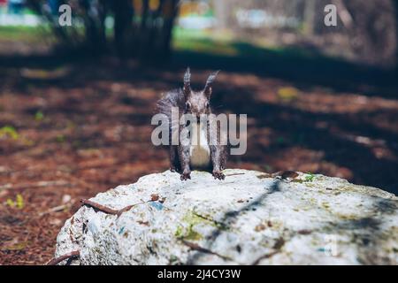 Wild nature. Cute red squirrel with long pointed ears in autumn scene . Wildlife in the forest. Squirrel sitting on the ground. Sciurus vulgaris. Stock Photo