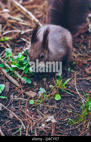 Wild nature. Cute red squirrel with long pointed ears in autumn scene . Wildlife in the forest. Squirrel sitting on the ground. Sciurus vulgaris. Stock Photo