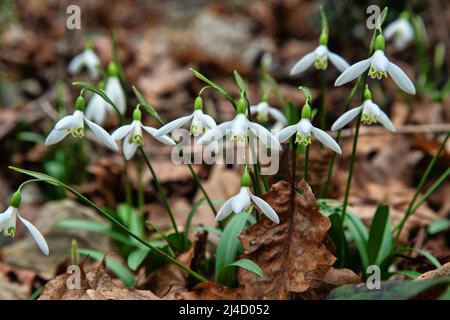 Flower of life, Primavera. Caucasian Sweet-William (Galanthus caucasicus/Galanthus alpinus). The Black Sea coast of the Caucasus Stock Photo