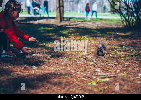 Wild nature. Cute red squirrel with long pointed ears in autumn scene . Wildlife in the forest. Squirrel sitting on the ground. Sciurus vulgaris. Stock Photo