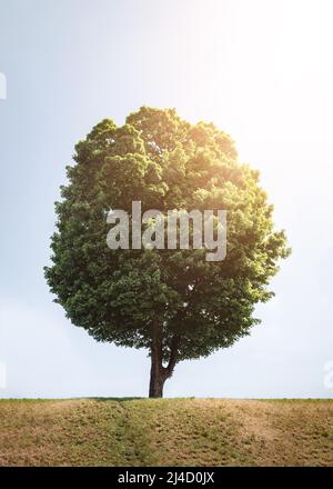 Lonely tree in a field on a sunny day. Beautiful bright rays. Languor. A place for text or a cover for a book. Stock Photo
