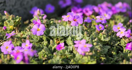 Violet Aubrieta flowers in spring with green leaves Stock Photo