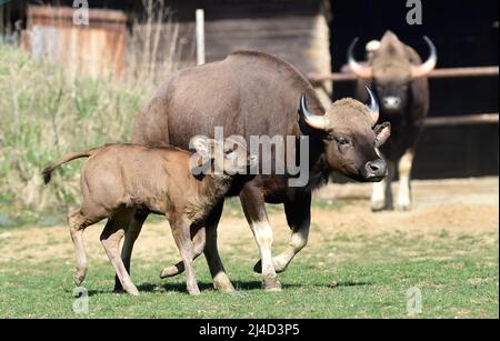 Zlin, Czech Republic. 14th Apr, 2022. The first cub of gaur (Bos gaurus gaurus), also called the Indian bison, the largest extant bovine presents in ZOO Lesna Zlin, Czech Republic, April 14, 2022. Credit: Dalibor Gluck/CTK Photo/Alamy Live News Stock Photo