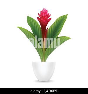 Vector tropical plant Red Ginger flower or Alpinia Purpurata in pot isolated on white background Stock Vector