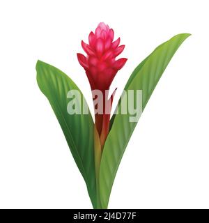 Vector tropical plant Red Ginger flower or Alpinia Purpurata isolated on white background Stock Vector