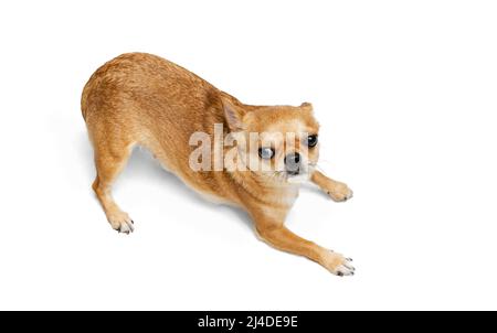 Portrait of cute little golden color chihuahua isolated on white studio background. Concept of animal life, breeds, vet and care Stock Photo