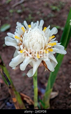 White torch ginger flower (Etlingera elatior) Stock Photo