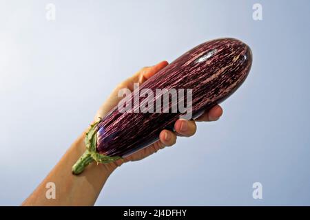 Striped eggplant on hand in a bright background Stock Photo