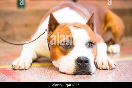 brown thoroughbred American Pit Bull Terrier dog Stock Photo