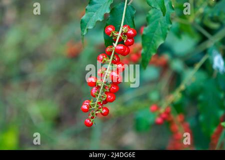 Wild red berries (Rivina humilis) on tropical rainforest Stock Photo