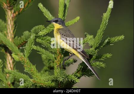 Western yellow wagtail, Motacilla flava thunbergi on Spruce tree Stock Photo