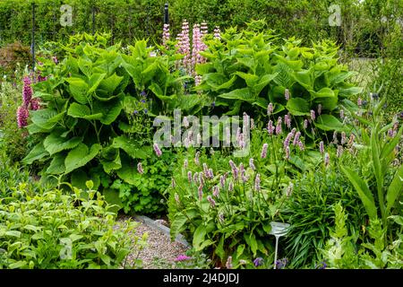 Summer flowers in the walled garden of the Castle of Mey in Caithness on the north coast of Scotland, UK Stock Photo