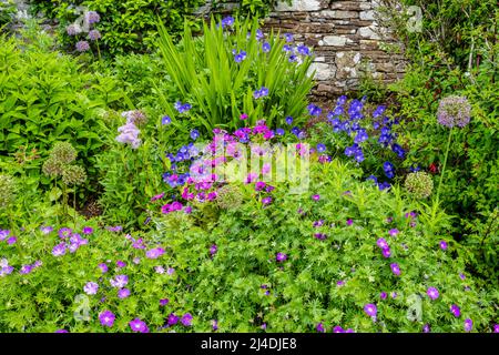 Summer flowers in the walled garden of the Castle of Mey in Caithness on the north coast of Scotland, UK Stock Photo