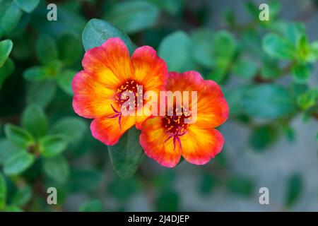 Moss rose or moss-rose purslane flowers (Portulaca grandiflora) Stock Photo