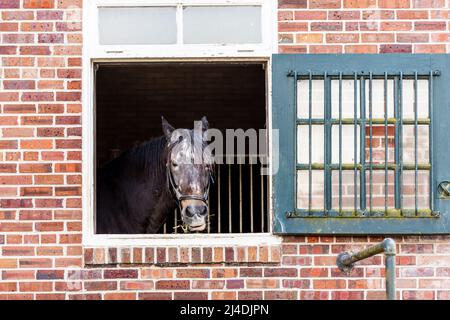 a horse looking out of a brick barn window