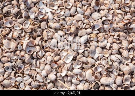 Crushed sea snails shells on the beach Stock Photo