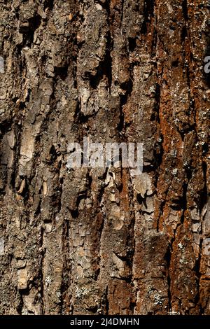 Macro shot of old tree bark texture and background, organic and natural pattern wallpaper. High quality photo Stock Photo