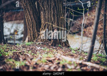Wild nature. Cute red squirrel with long pointed ears in autumn scene . Wildlife in the forest. Squirrel sitting on the ground. Sciurus vulgaris. Stock Photo
