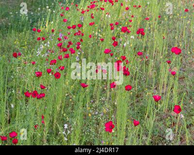 The bright blooms of scarlet flax (Linum grandiflorum) on a spring day in Texas. Stock Photo