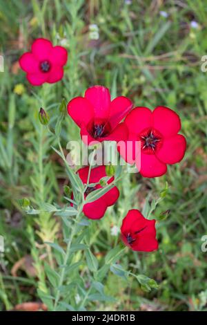 Close-up of scarlet flax. (Linum grandiflorum) Stock Photo