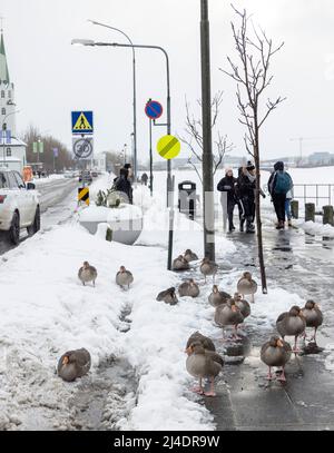 geese on path beside Tjornin lake in central Reykjavík, Iceland Stock Photo