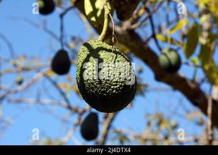 Nearly ripe Spanish avocados hanging from the branches of a tree on a farm (finca) in Los Realejos, on the island of Tenerife, Canary Islands, Spain Stock Photo