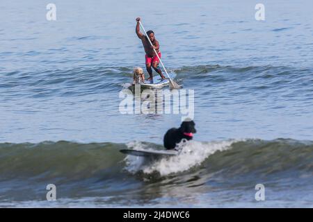 Aurora Province, Philippines. 14th Apr, 2022. Surfer Mario Cardama Jr. and dogs surf at a beach in Aurora Province, the Philippines, April 14, 2022. Established in 2016, the Dog Collective consists of surfing enthusiasts who are also dog lovers. They spend their spare time teaching their adopted pets to ride a surfboard in the municipality of Baler in Aurora Province, which is locally known as 'the birthplace of Philippine surfing.' Credit: Rouelle Umali/Xinhua/Alamy Live News Stock Photo