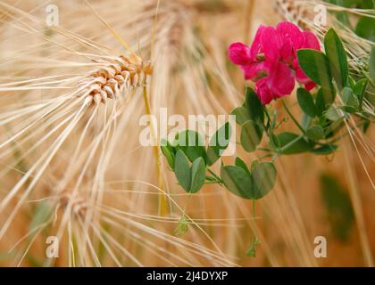 pink flower in the grainfield, Bad Vilbel, Germany Stock Photo