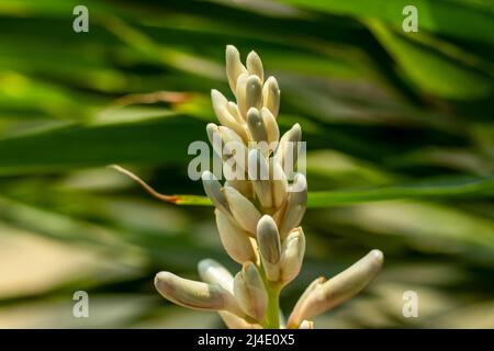 Cardamom flowers are on separate, horizontal stems that are close to the ground. Tiny cardamom flowers are beautiful and are usually white with yellow Stock Photo