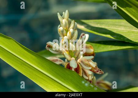 Cardamom can reach up to 5 feet tall. In the summer, multi-colored flowers bloom in yellow, and purple. Cardamom mayflower 3 years after planting and Stock Photo