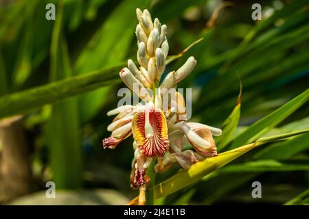 Cardamom is known as the Queen of spices and it is a native of India or Asia sub continents the flowers are on separate, horizontal stems that are cl Stock Photo