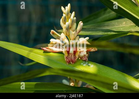 This is a beautiful Cardamom flower that horizontal stems Stock Photo